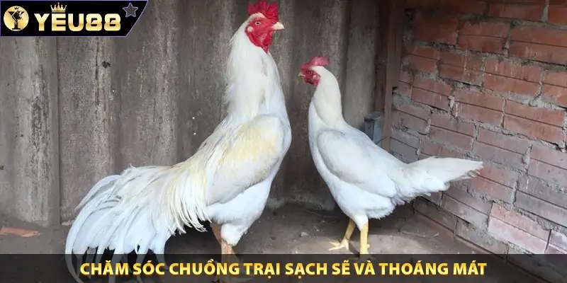 Chăm sóc chuồng trại sạch sẽ và thoáng mát