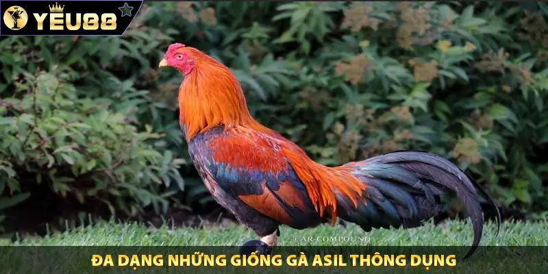 Đa dạng những giống gà Asil thông dụng