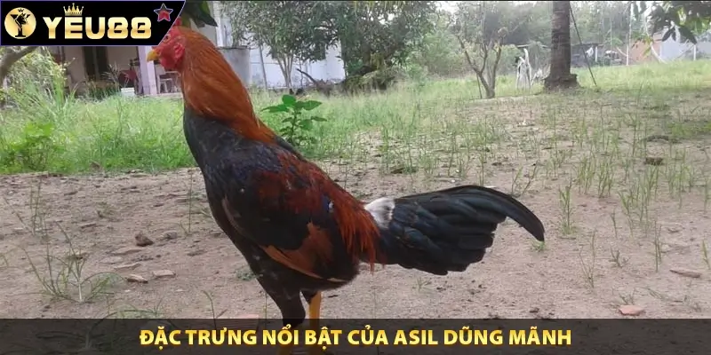 Đặc trưng nổi bật của Asil dũng mãnh