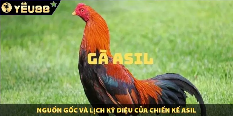 Nguồn gốc và lịch kỳ diệu của chiến kế Asil