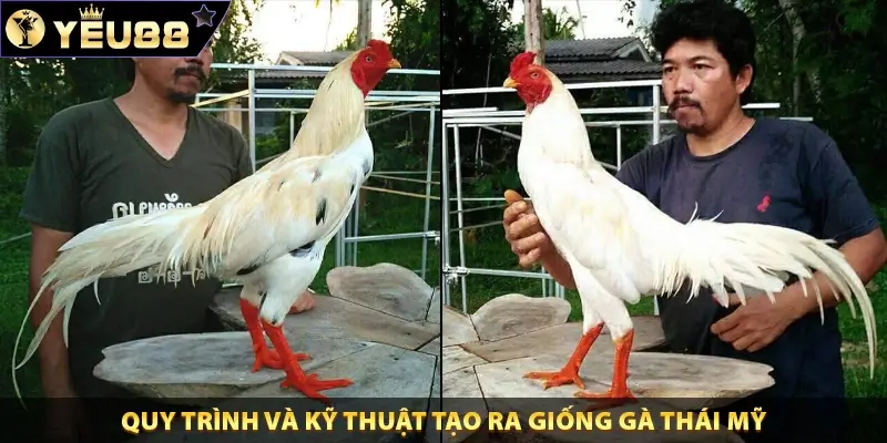 Quy trình và kỹ thuật tạo ra giống gà Thái Mỹ