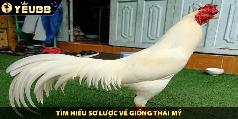 Tìm hiểu sơ lược về giống Thái Mỹ